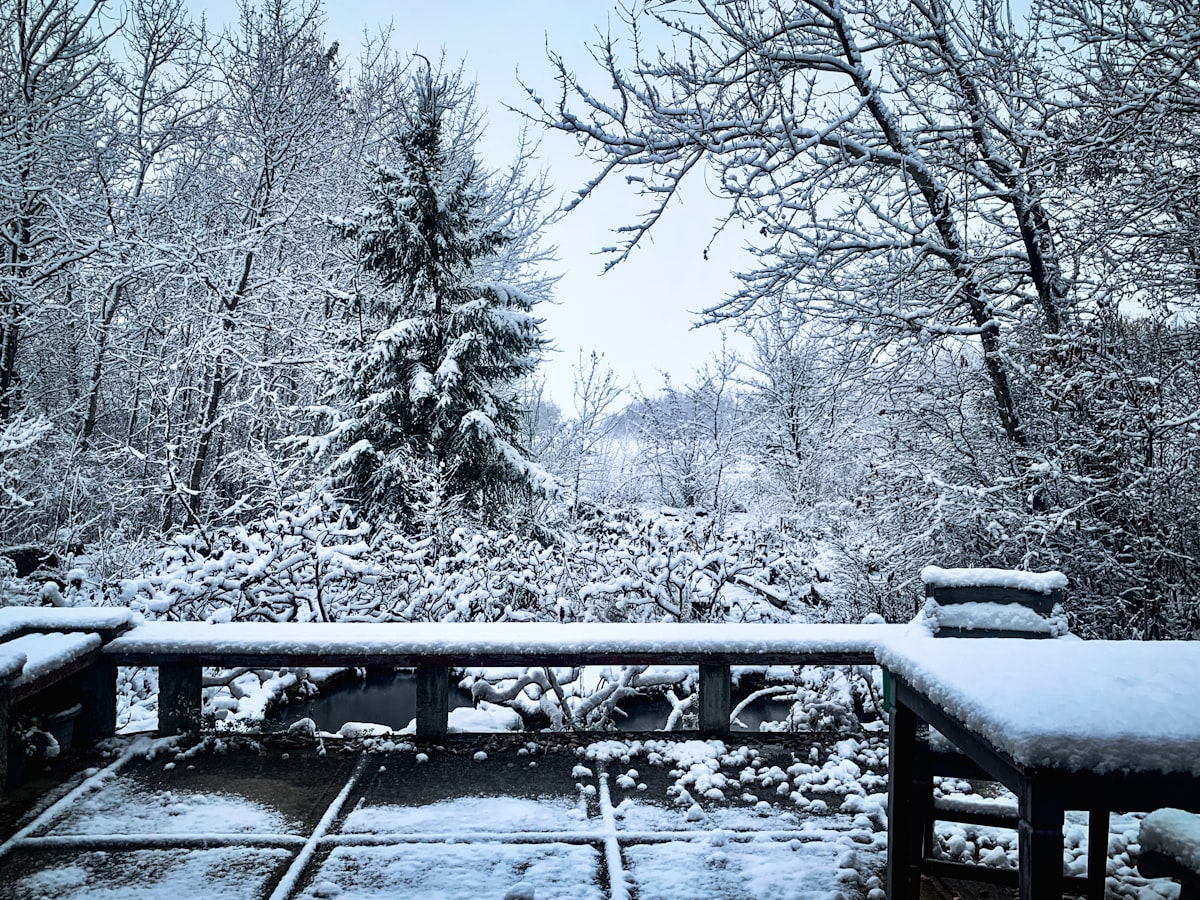 A snowy view of trees and bushes from a deck